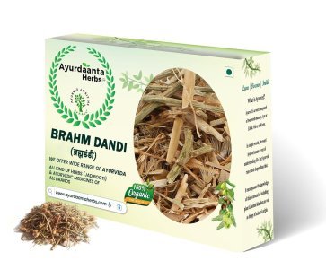 Brahm Dandi / ब्रह्म दंडी | Braham Dandi | Tricholepis Angustifolia | Ayurvedic Herb for Vitality, Stress, and Strength